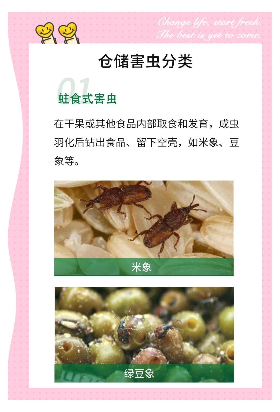 倉儲蟲害防治 從環(huán)境到管理的全方位指南